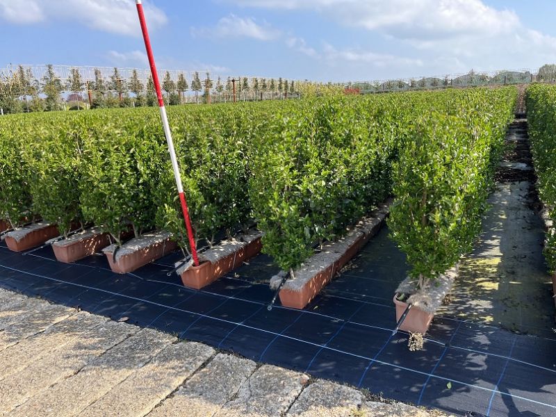 Instant Hedge Green Privet (Ligustrum ovalifolium) in trough